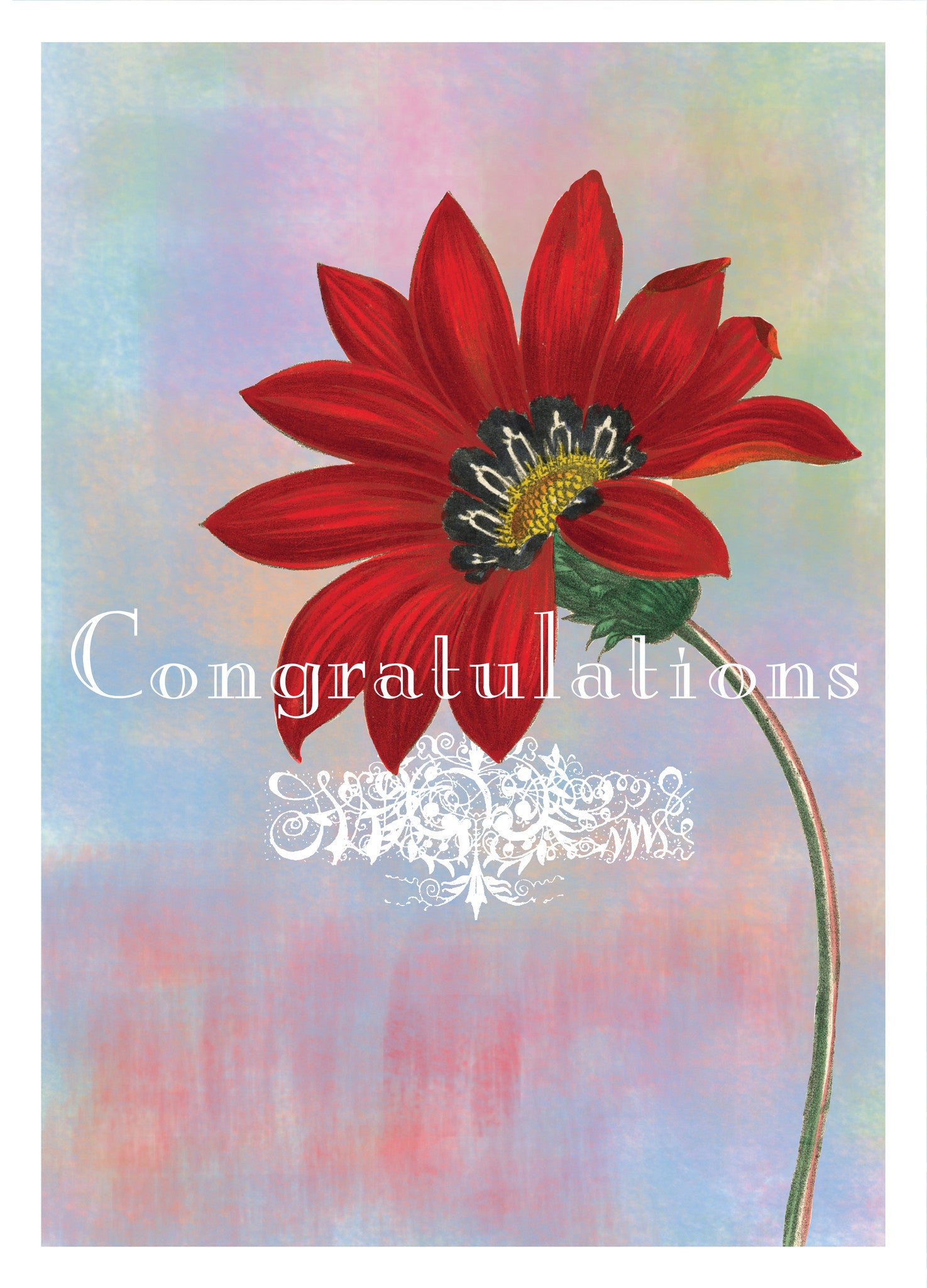 Congratulations Red Daisy Card - Dreams After All